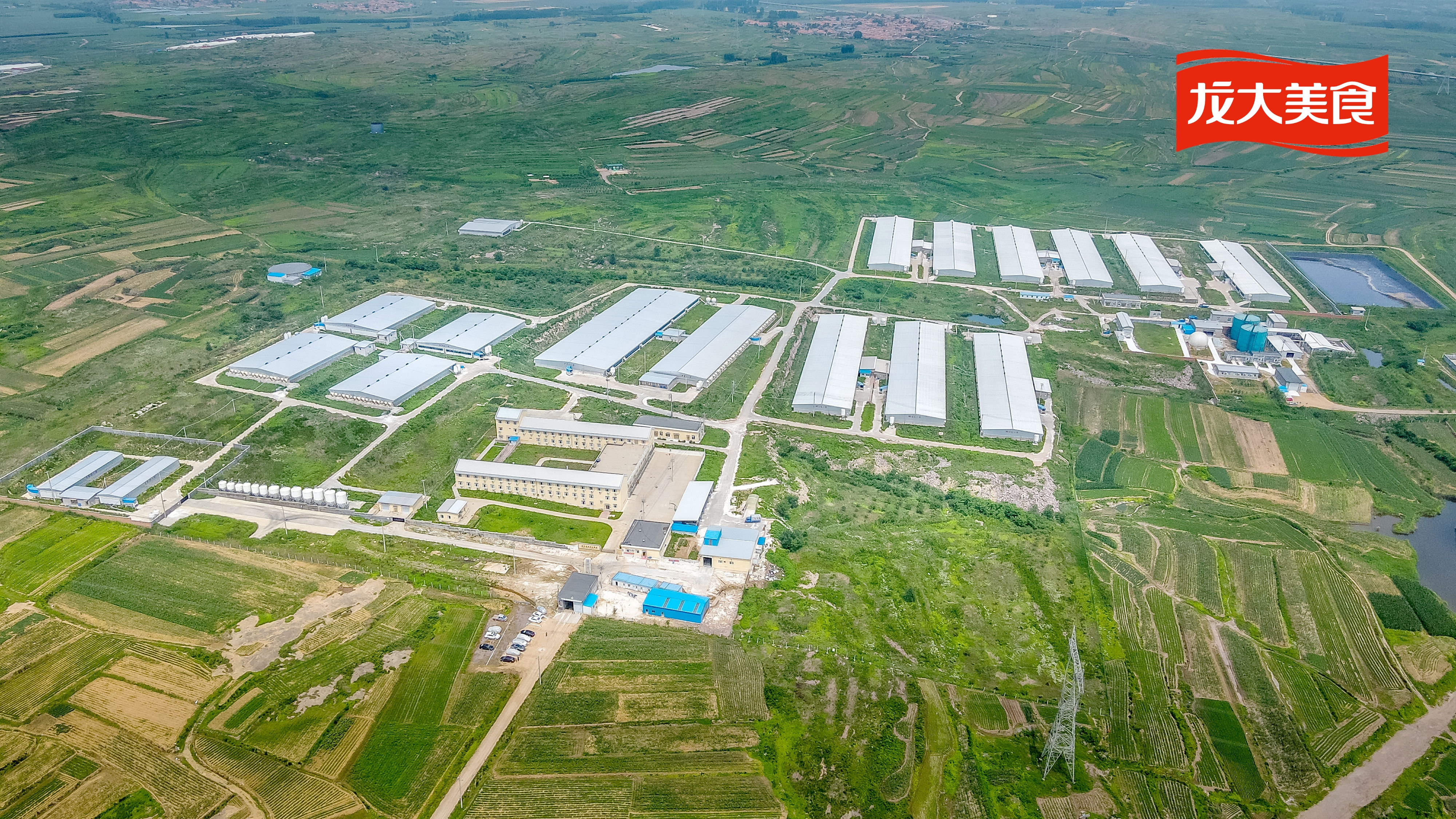 蓝狮在线测速顺利引入松辽黑猪，“龙大黑猪”最快九月面市！